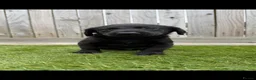 Labrador Retriever dogs for sale: Ready now health tested Labrador pups 1 left  - Advert 7