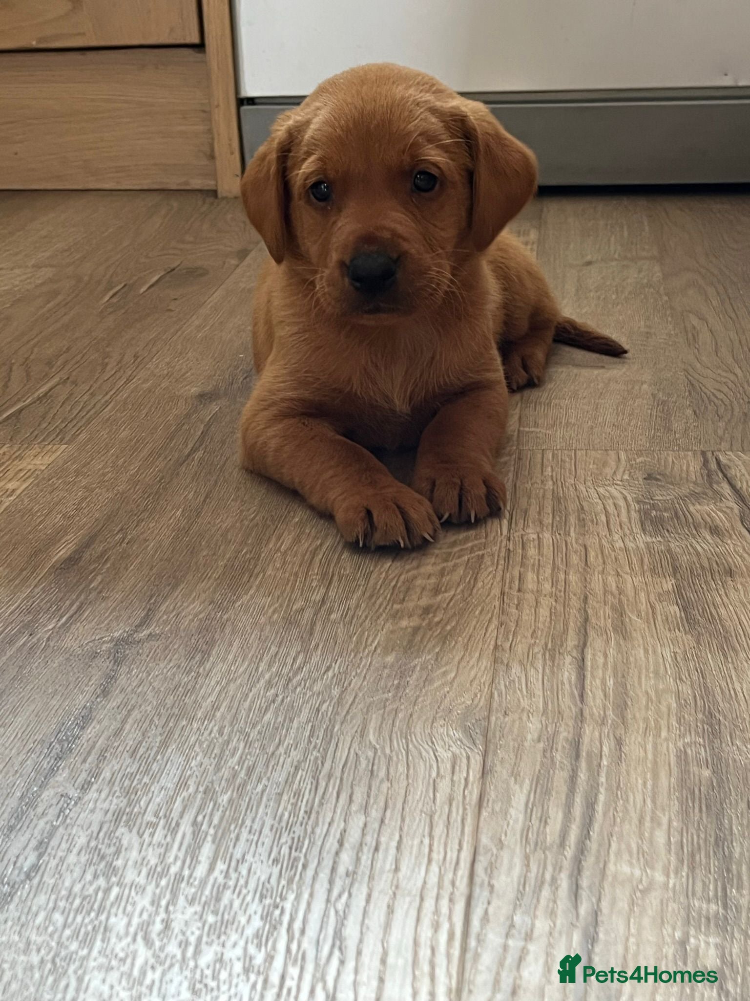 Labrador Retriever dogs Health tested fox red Labrador pups - Advert 1