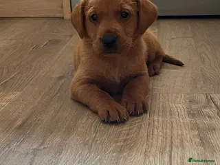 Labrador Retriever dogs Health tested fox red Labrador pups - Advert 1