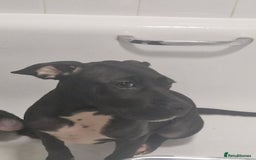 Mixed Breed dogs for sale: Cane corso x only one black girl available  in Paignton - Image 4