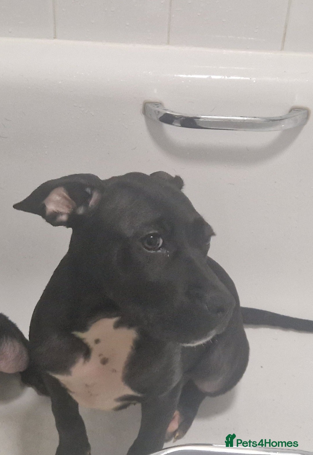 Mixed Breed dogs for sale: Cane corso x only one black girl available  in Paignton - Image 4
