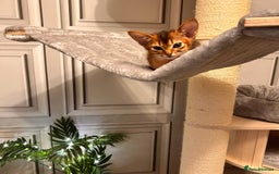 Abyssinian cats for sale: TICA champion line Abyssinian kittens  - Image 29
