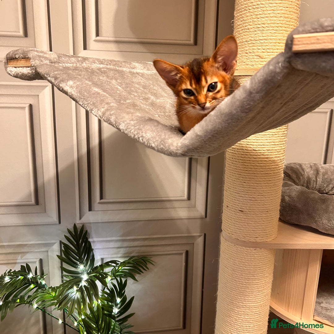 Abyssinian cats for sale: TICA champion line Abyssinian kittens  - Image 29