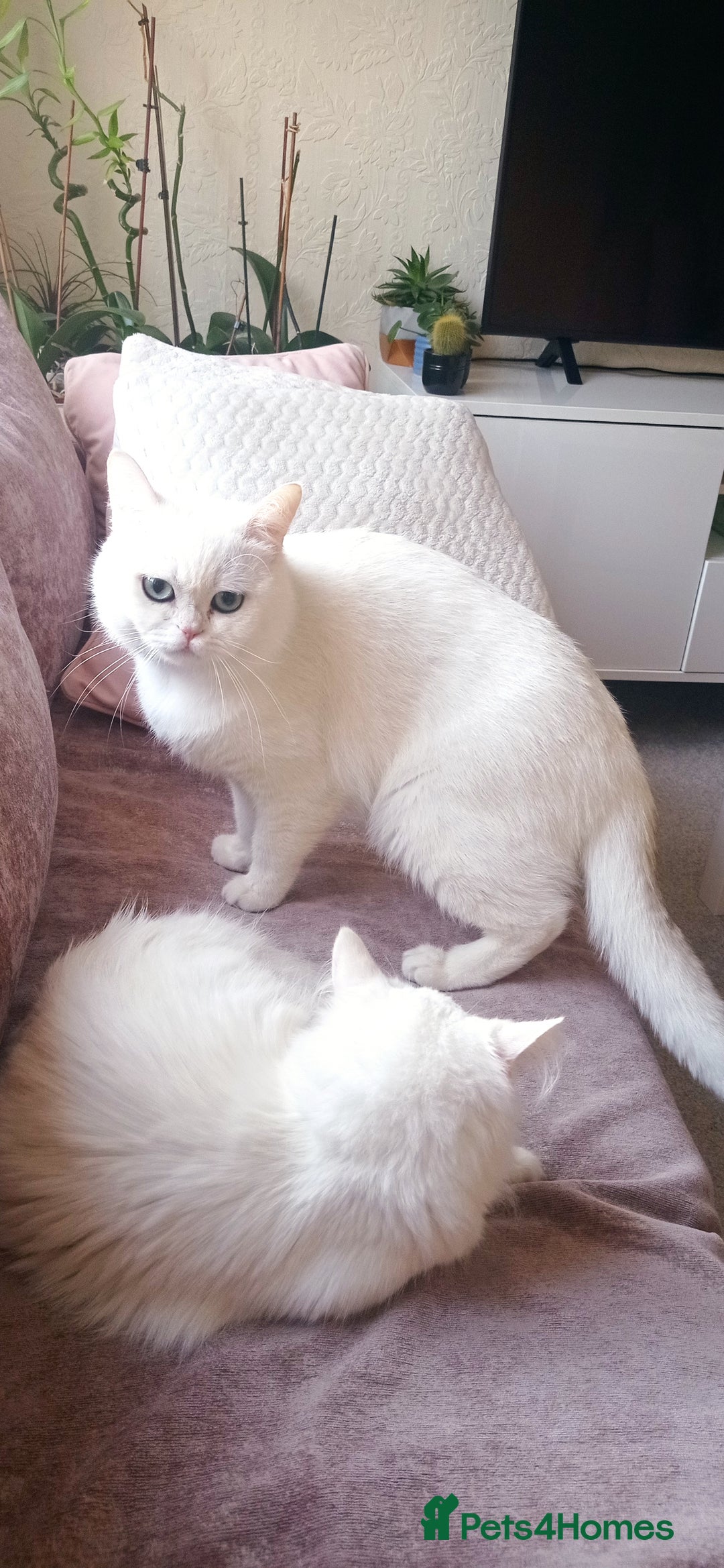 British Shorthair cats for sale: British shorthair Ragdoll mix - Advert 14