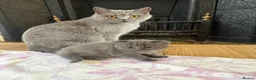 British Shorthair cats for sale: British Shorthair Mix - Advert 3