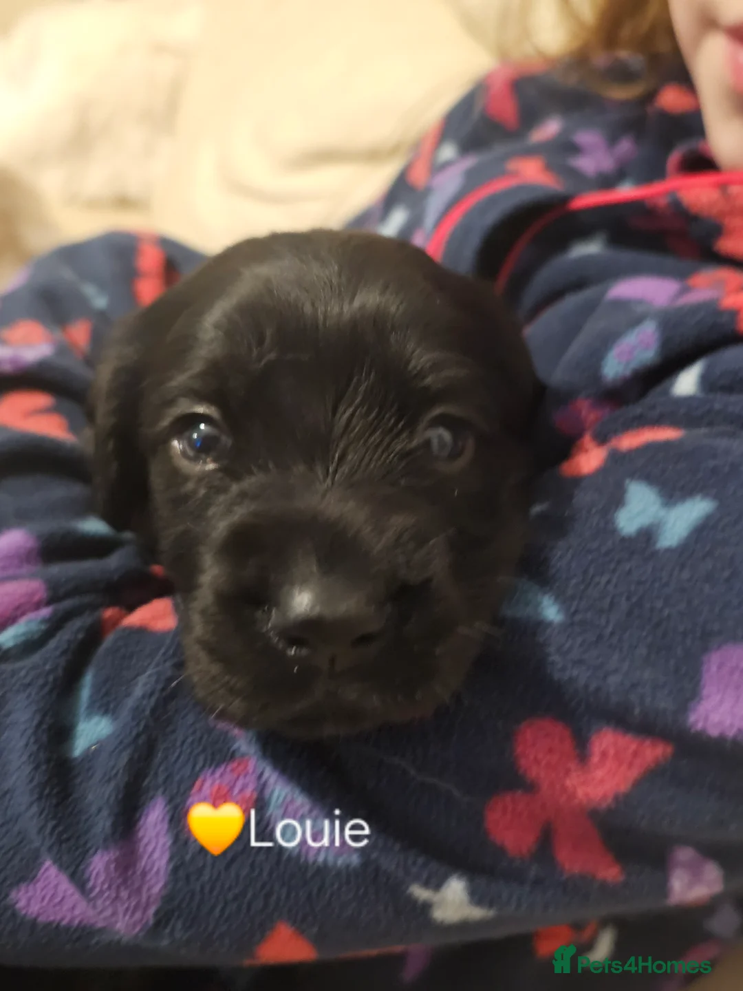 Cockerdor dogs for sale: The most loving Cockerdor/Spanador - Advert 10