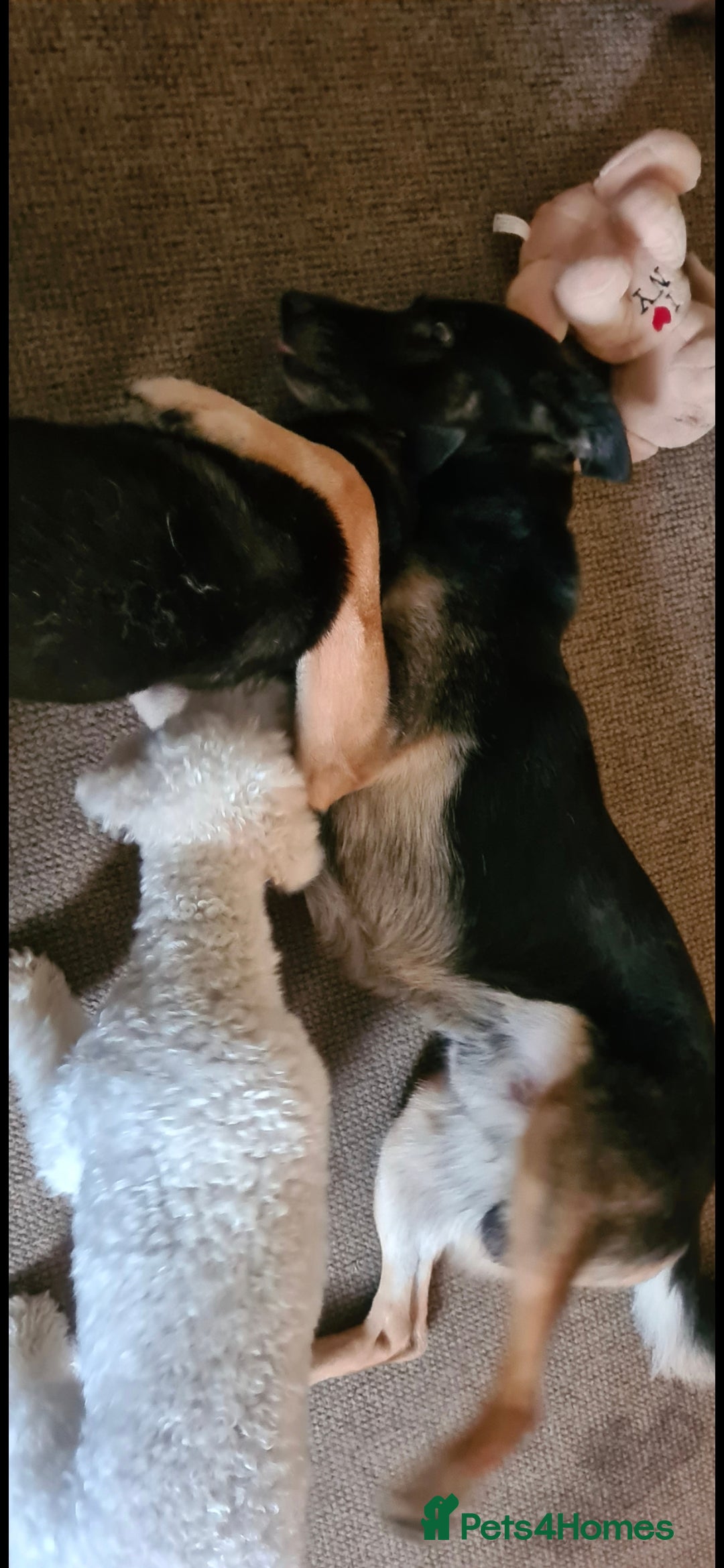 German Shepherd dogs for sale: Gsd x Rottweiler x Deerhound - Marley 💕 - Advert 7