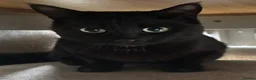 Mixed Breed cats for sale: Two adorable black kittens - 1 male, 1 female. in Faversham - Advert 5
