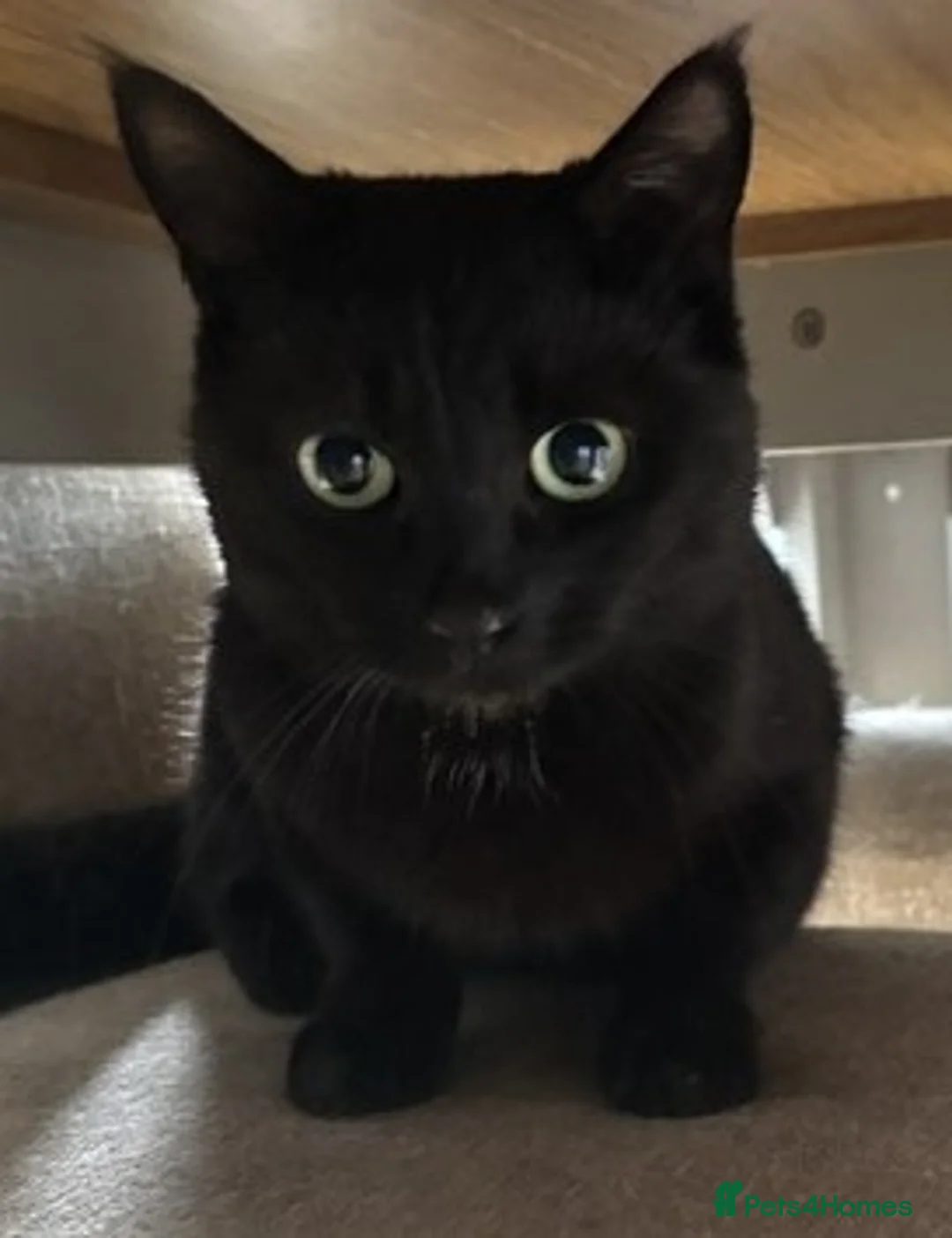 Mixed Breed cats for sale: Two adorable black kittens - 1 male, 1 female. in Faversham - Advert 5