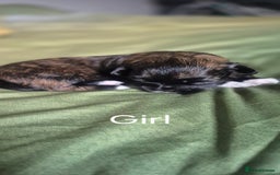 Lhasa Apso dogs for sale: Adorable Lhasa Apso Puppies  - Image 4