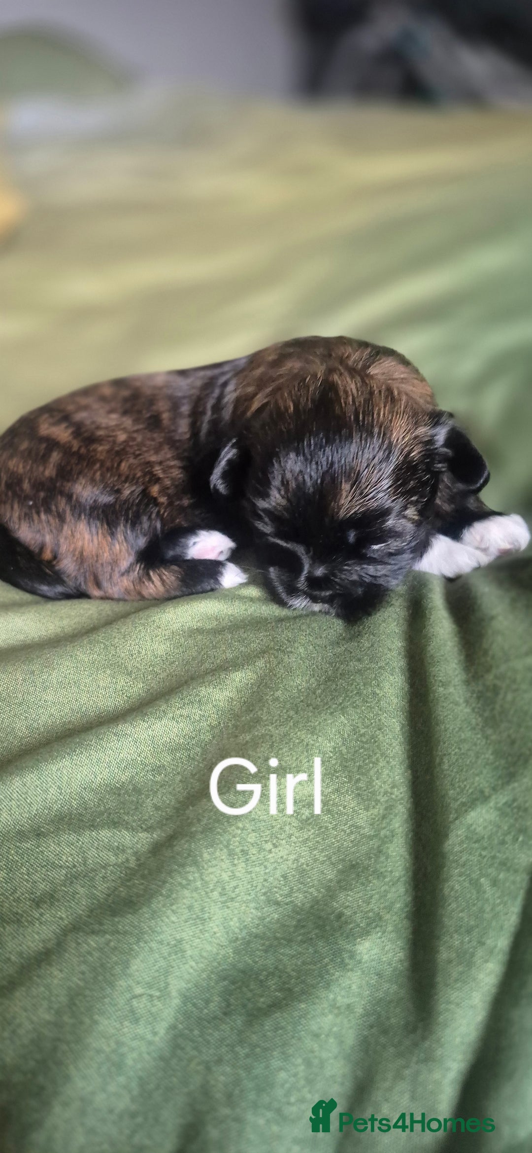 Lhasa Apso dogs for sale: Adorable Lhasa Apso Puppies  - Image 4