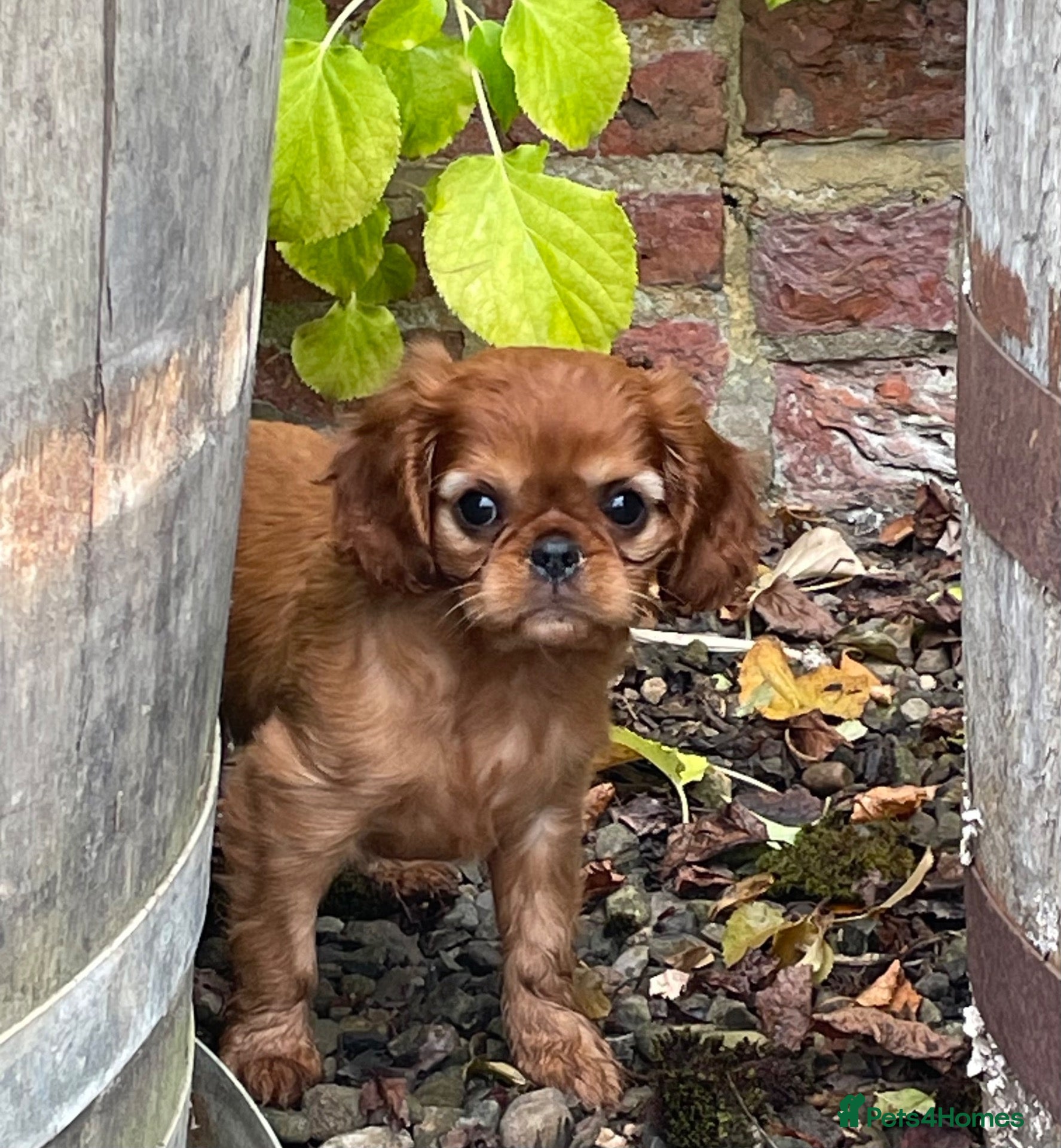 Cavalier King Charles Spaniel dogs Cavalier King Charles puppies - Advert 6