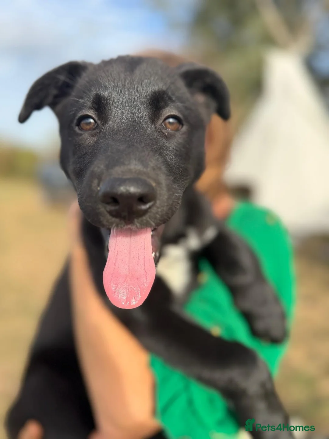 Mixed Breed dogs for sale: Puppies for forever homes - Advert 2