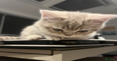 British Shorthair cats - Advert 8
