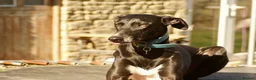 Greyhound dogs for adoption: Moose in Wellingborough - Advert 4