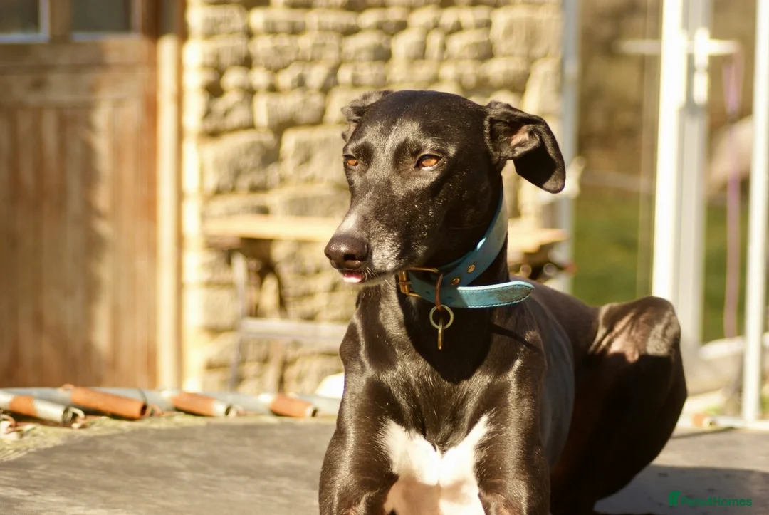 Greyhound dogs for adoption: Moose in Wellingborough - Advert 4