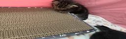 Mixed Breed cats for sale: Kittens looking for a lovable home.  - Advert 3