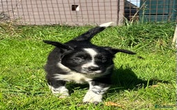 Mixed Breed dogs for sale: ⚫️ Well-natured, healthy Sprollies ⚪️ - Image 19