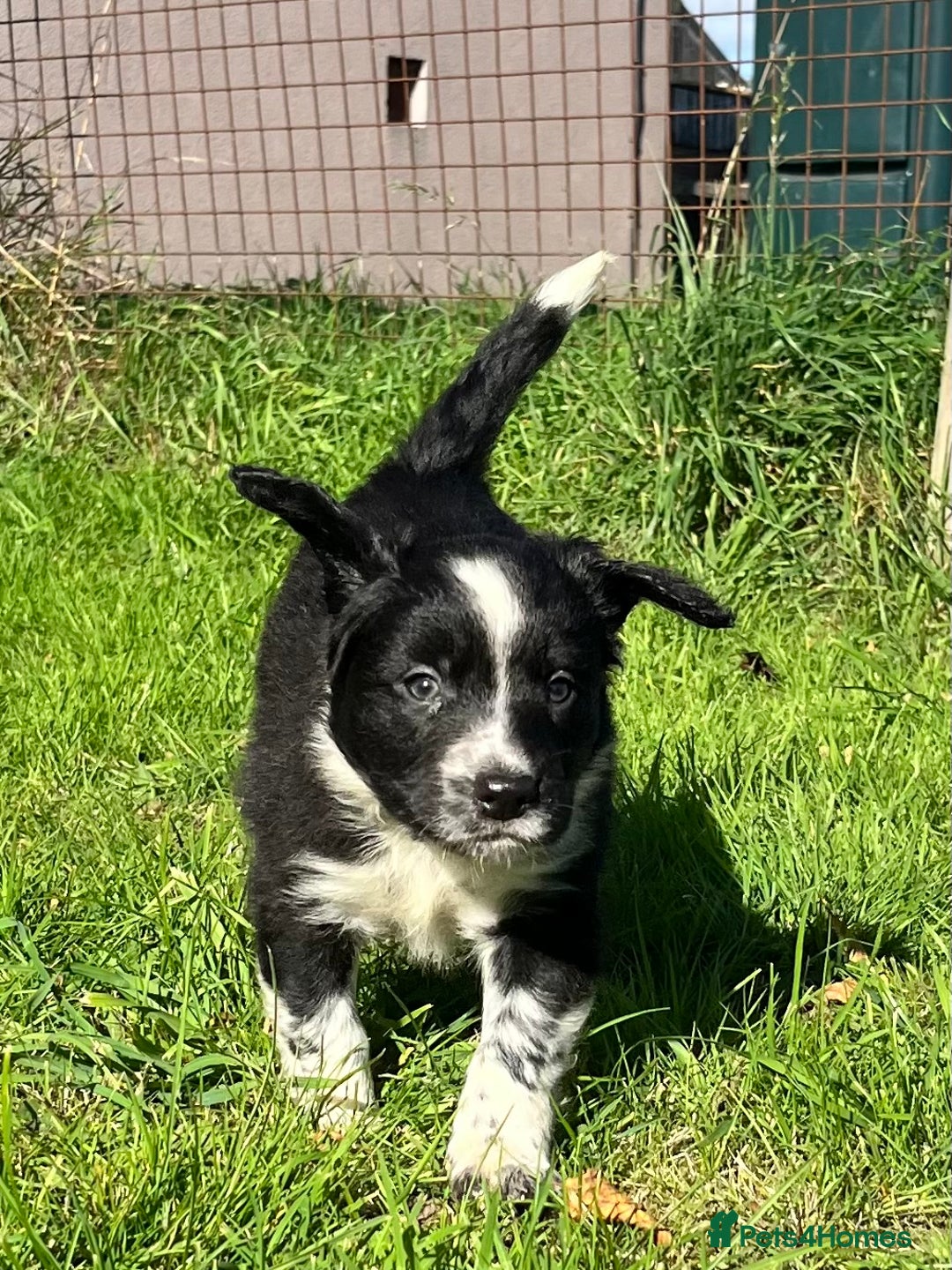Mixed Breed dogs for sale: ⚫️ Well-natured, healthy Sprollies ⚪️ - Image 19