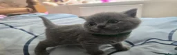 British Shorthair cats for sale: Beautiful  British Shorthair Kittens in Bournemouth - Advert 9