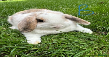 Mini Lop rabbits - Advert 8