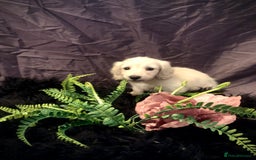 Miniature Dachshund dogs for sale: English Cream miniature dachshund  - Advert 31