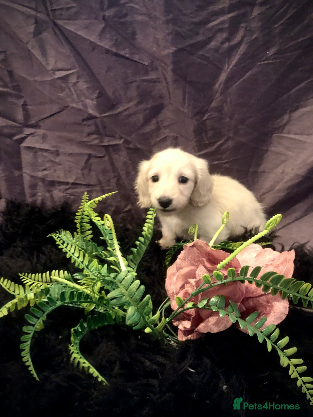 Miniature Dachshund dogs for sale: English Cream miniature dachshund  - Advert 31