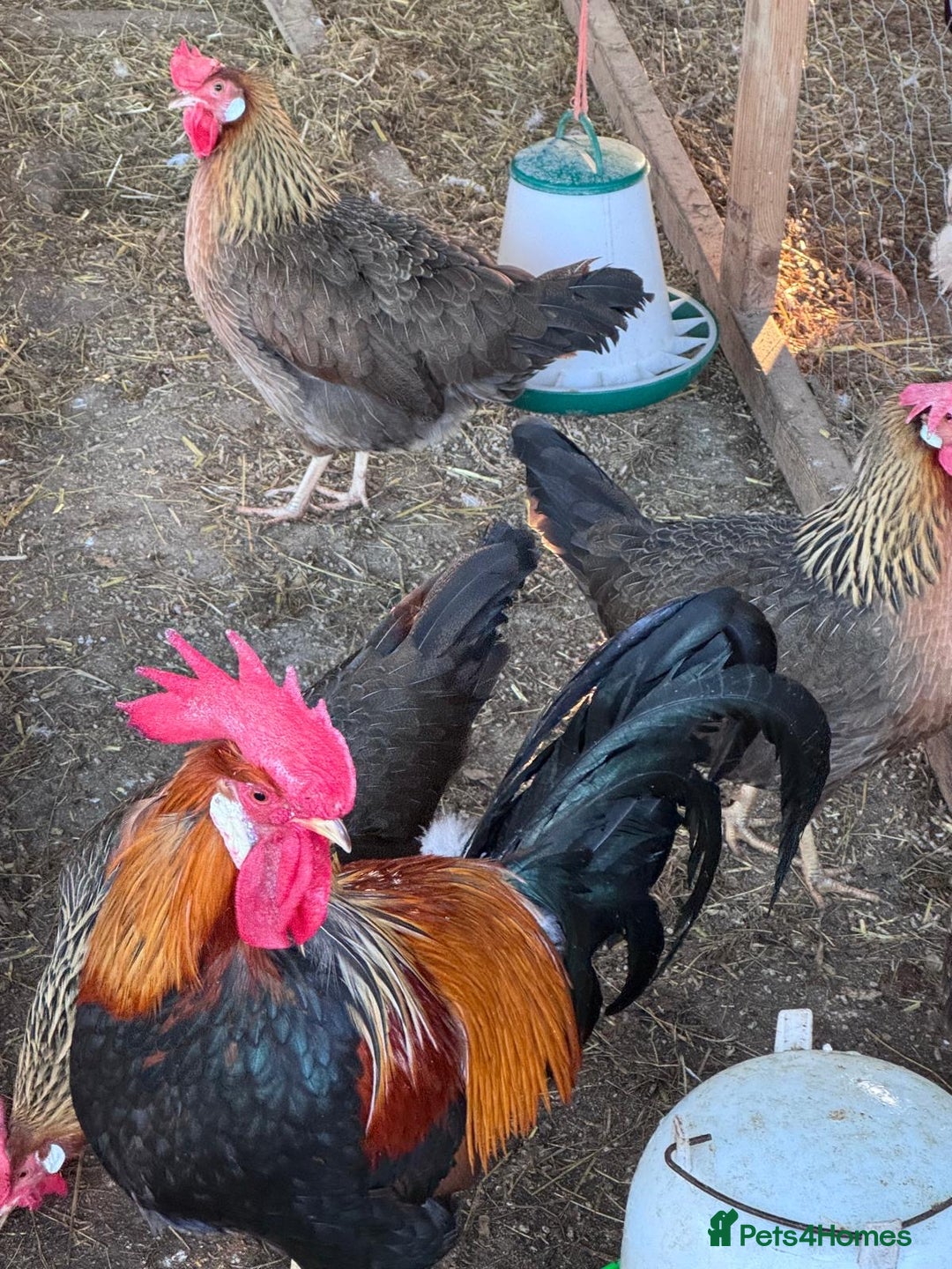 Chickens poultry for sale: Trio of brown leghorns  - Image 4