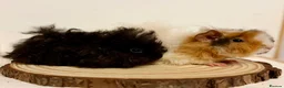 Guinea Pig rodents for sale: 4 pairs of boys and 2 pairs of girls  - Advert 21