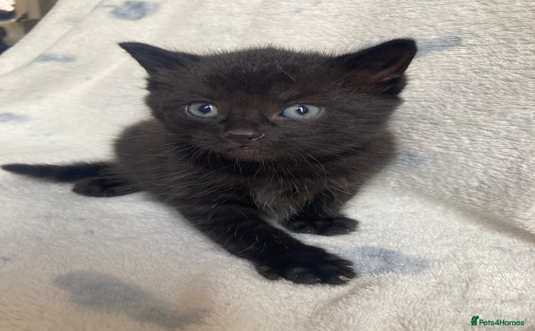 Maine Coon cats Maine coon - Advert 2