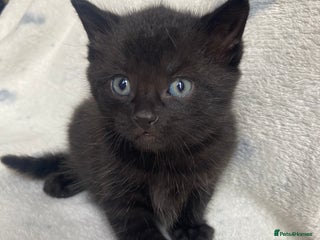 Maine Coon cats Maine coon - Advert 1