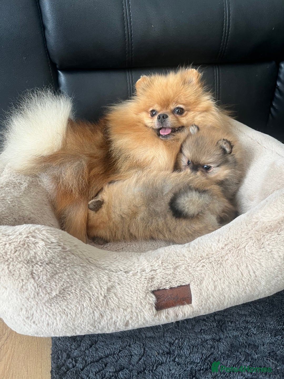 Pomeranian dogs for sale: 💎 Golden Colour Very Small Teddy Face 💎 - Image 12