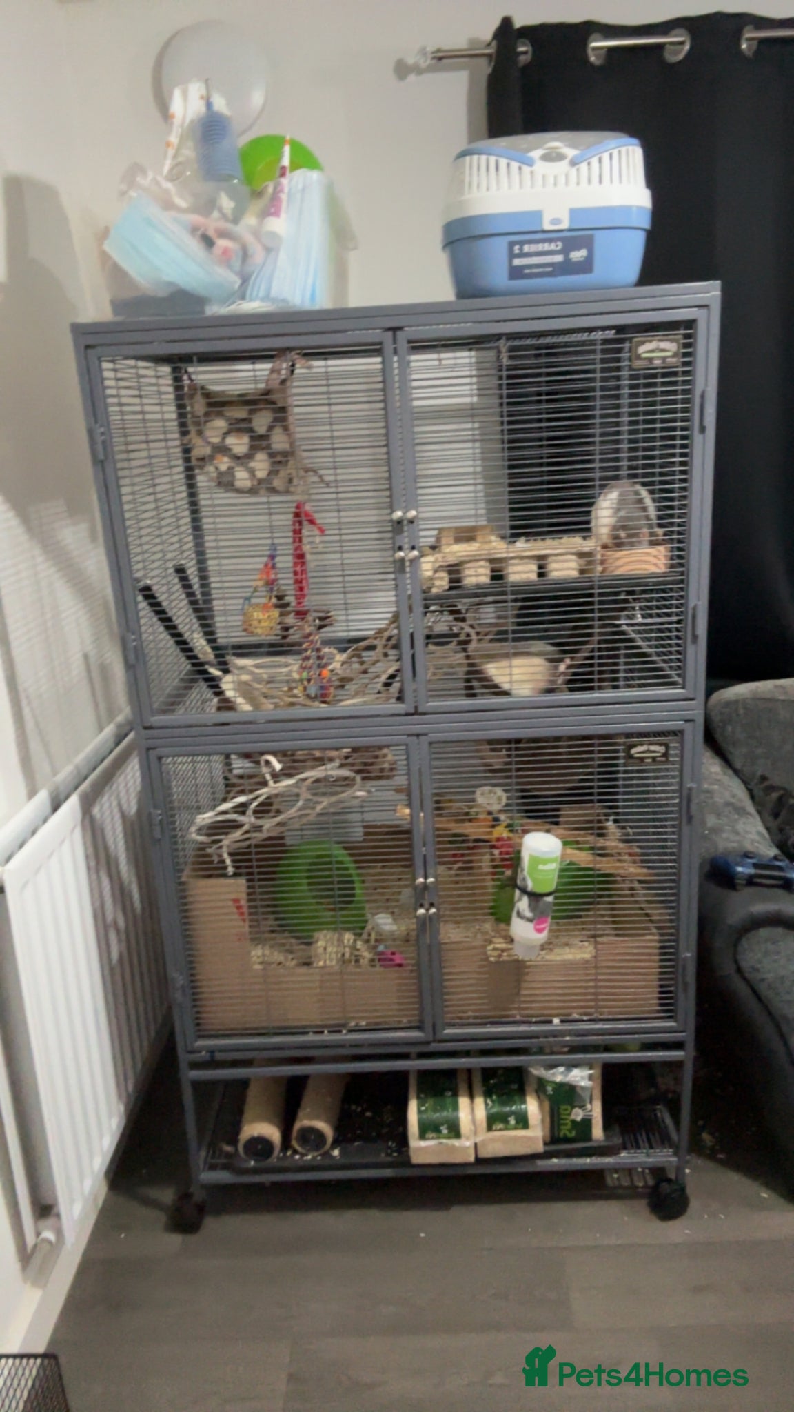 Rat rodents Rats for adoption  - Advert 17