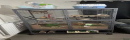 Rat rodents for sale: Rats for adoption  - Advert 1