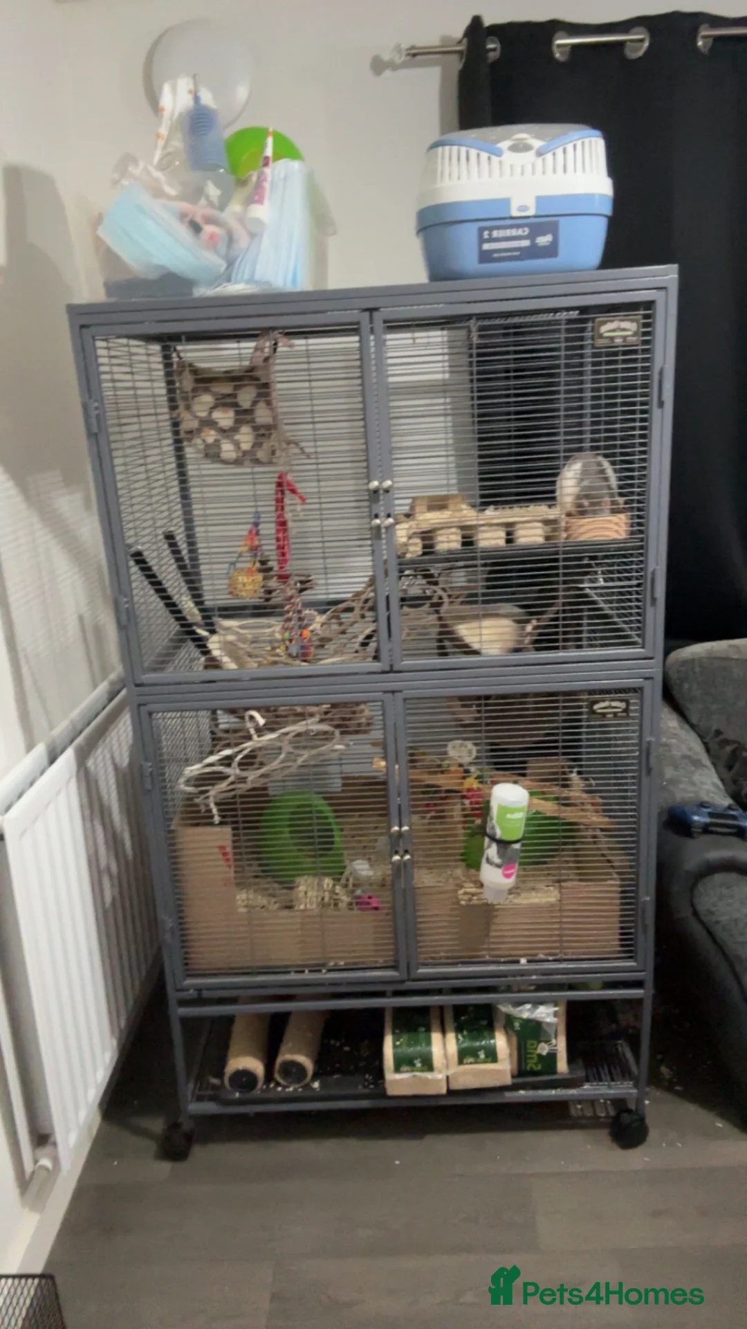Rat rodents for sale: Rats for adoption  - Advert 1