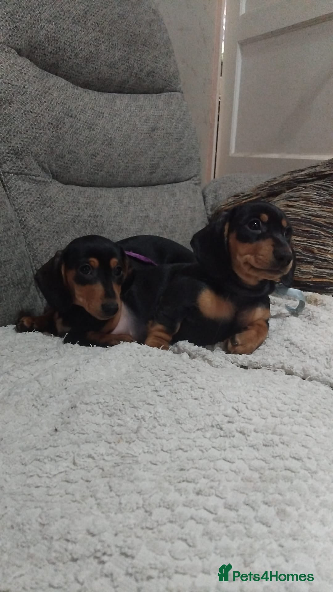 Dachshund dogs for sale: Dachshund puppies - Advert 15