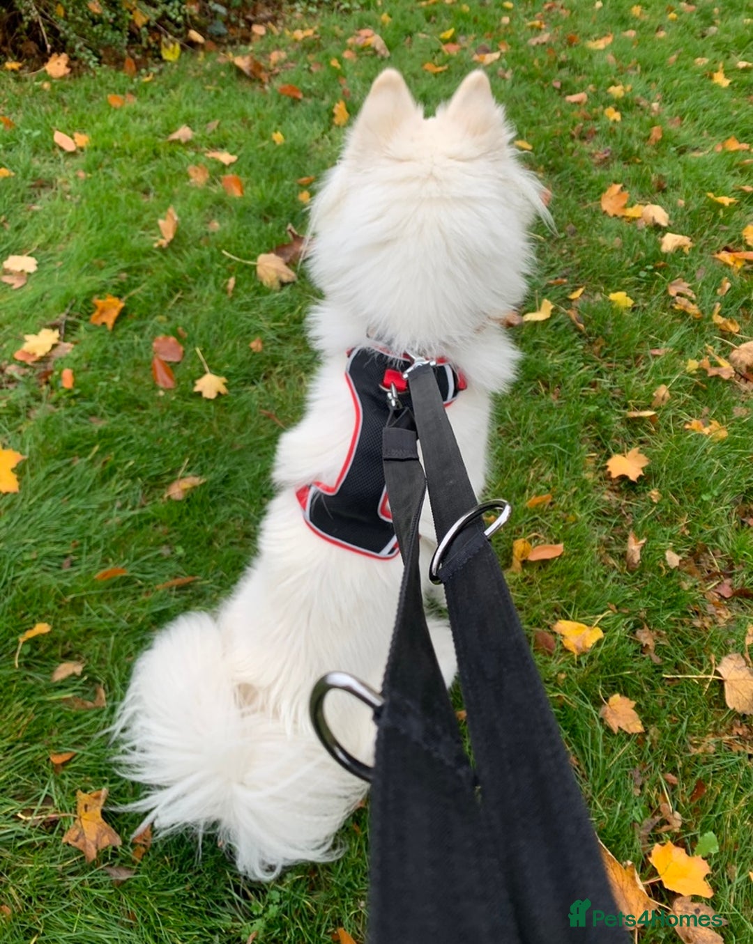 Samoyed dogs for sale: 1 Year old Samoyed Female Dog - Available now! - Advert 10