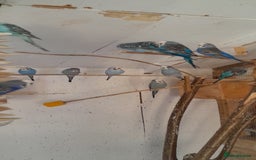 Budgerigars birds for sale: Budgies  - Image 3