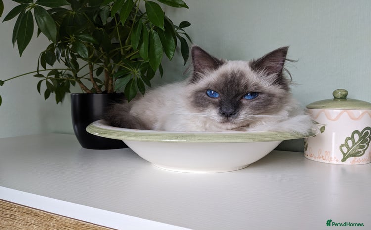 Ragdoll cats - Advert 1
