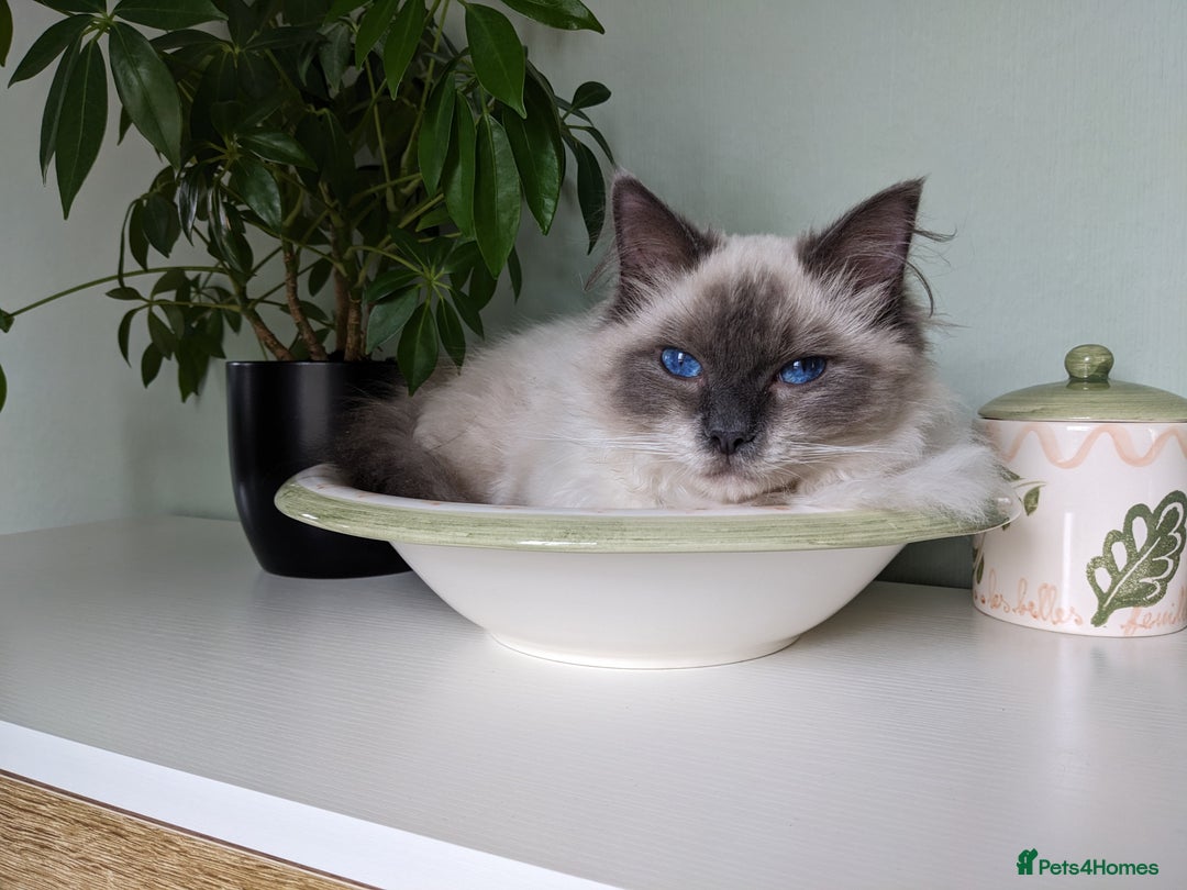 Ragdoll cats for sale: Beautiful ragdoll 9 months kitten - Image 1
