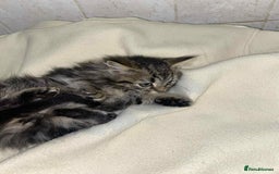 Mixed Breed cats for sale: Beautiful rag doll cross kittens - Image 11
