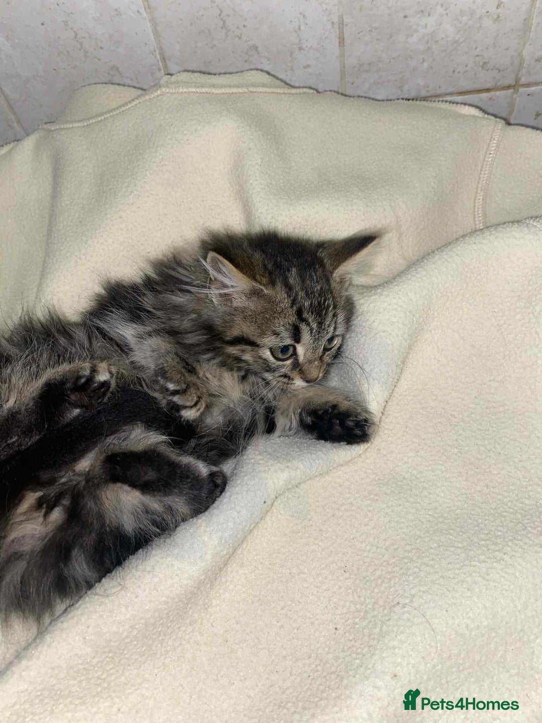 Mixed Breed cats for sale: Beautiful rag doll cross kittens - Image 11
