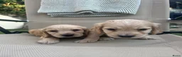 Cocker Spaniel dogs for sale: Beautiful litter of cocker spaniels  - Advert 10