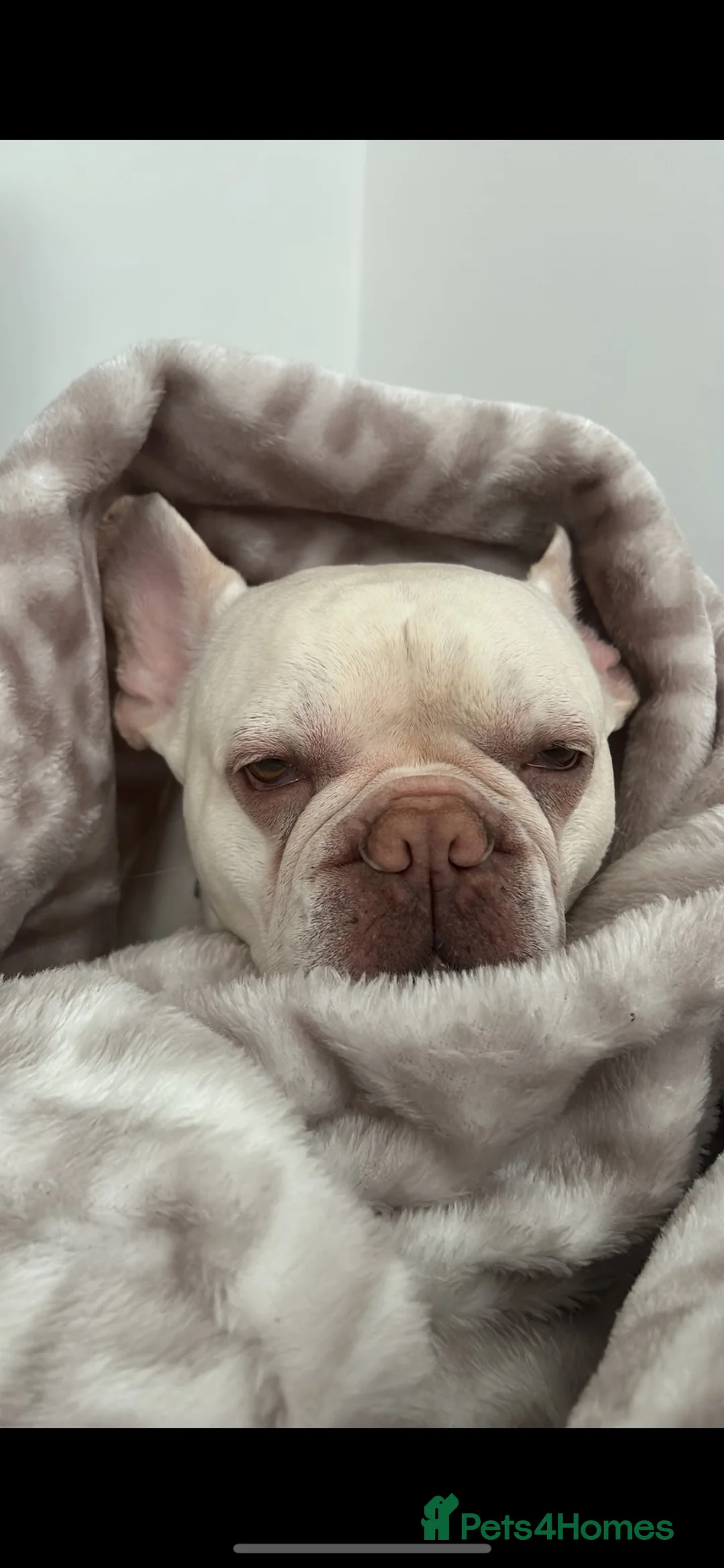 French Bulldog dogs for sale: French bull dog  - Advert 2