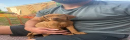 Hungarian Vizsla dogs for sale: KC Registered Hungarian Viszla litter  - Advert 10