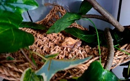Gecko reptiles for sale: Crested Gecko  - Advert 3