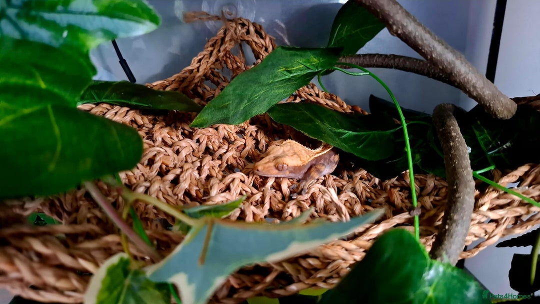 Gecko reptiles for sale: Crested Gecko  - Advert 3
