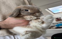 Mini Lop rabbits for sale: Beautiful litter trained mini lops for sale  - Image 5