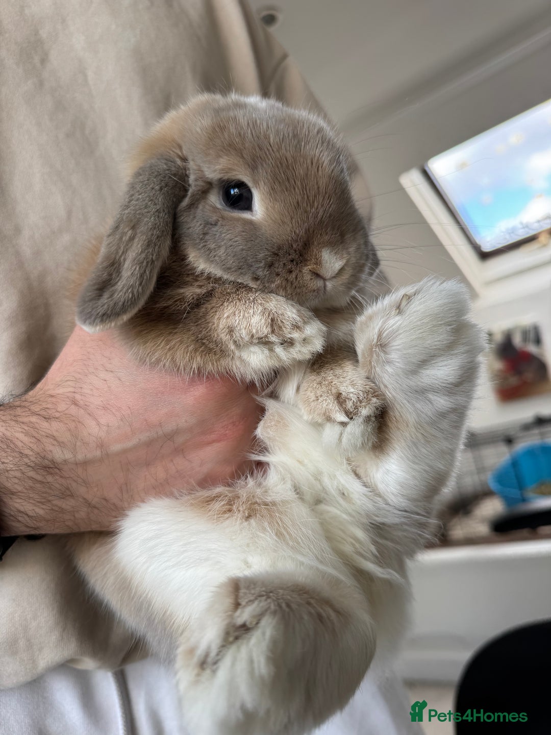 Mini Lop rabbits for sale: Beautiful litter trained mini lops for sale  - Image 5