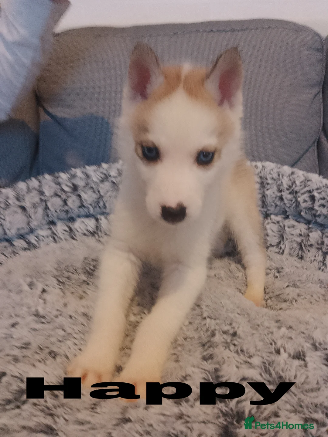 Siberian Husky dogs for sale: Stunning Blue-Eyed Siberian Husky Puppies - Advert 8